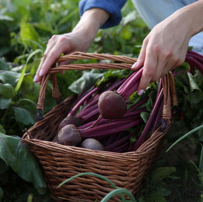 Beetroot Detroit Dark Red Vegetable | X 80 Seeds