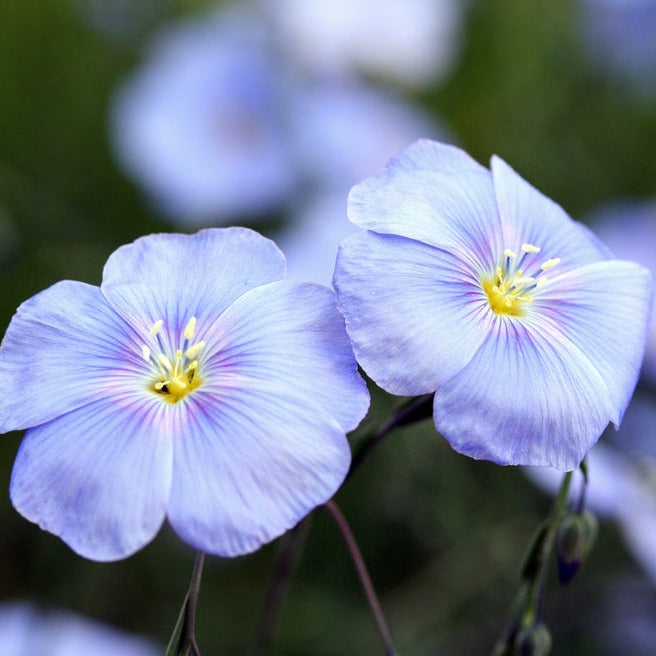 Blue Flax Linum Perenne Flower | X 100 Seeds