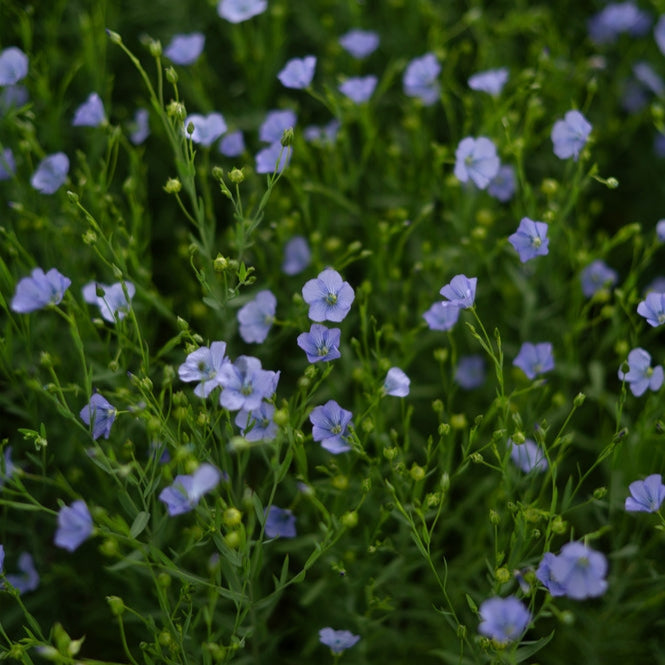 flax seed plant origin Blue Flax Linum Perenne Flower