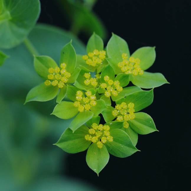 Bupleurum rotundifolium Griffithii Hares Ear