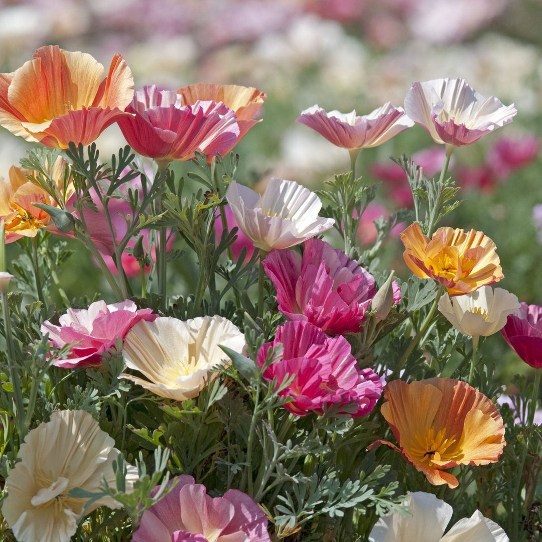 Poppy California Ballerina Double Mix Flower