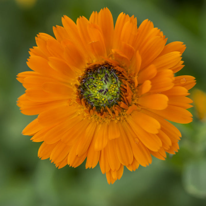 Calendula Greenheart Orange Flower | X 50 Seeds