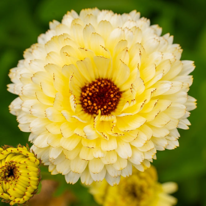 Calendula Ivory Princess Flower | X 50 Seeds