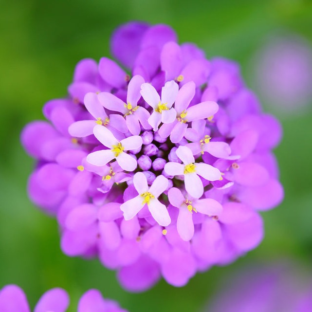 Candytuft Dwarf Fairy Mix Flower | X 100 Seeds