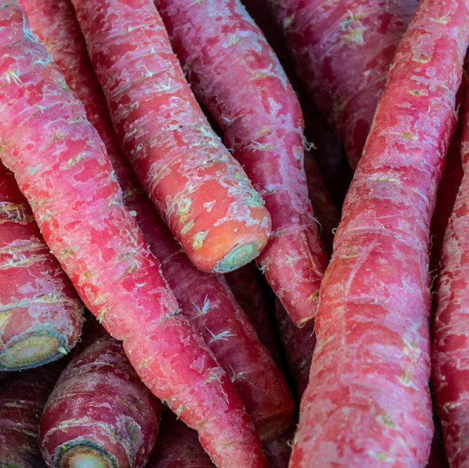 Carrot Atomic Red Vegetable | X 300 Seeds