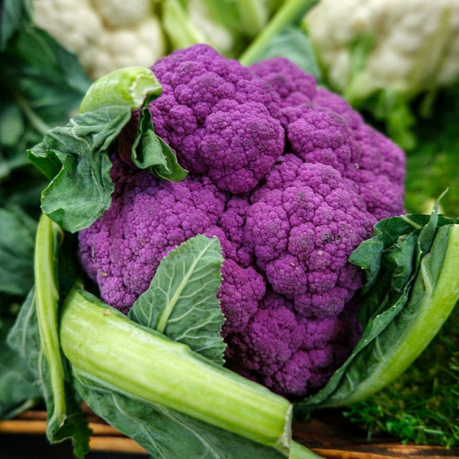 Cauliflower Purple Sicily Vegetable | X 100 Seeds