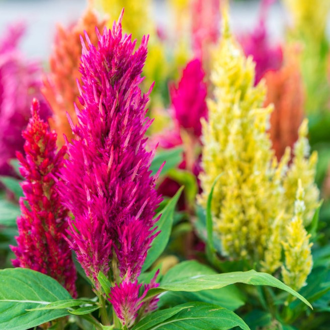 Celosia Pampas Plume Tall Mixed | X 100 Seeds