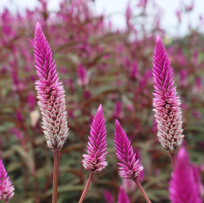 Celosia Parfait Ruby Grass | X 30 Seeds