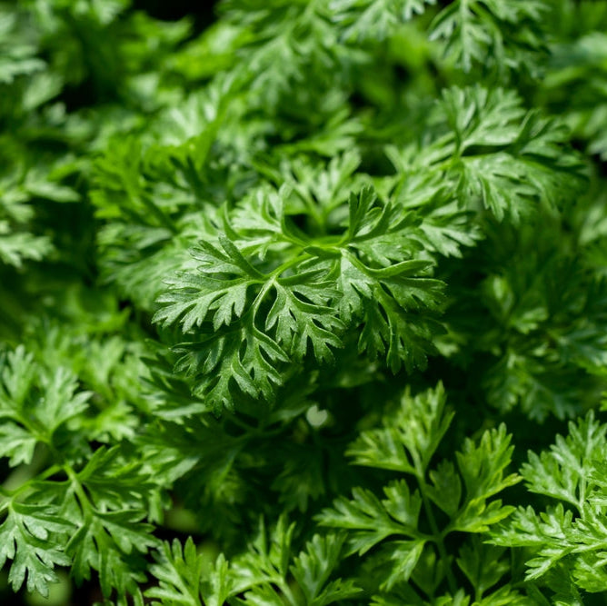 Chervil Curled Herb | X 250 Seeds