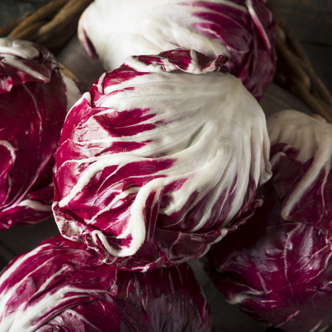 Chicory Radicchio Red Ball Vegetable | X 200 Seeds