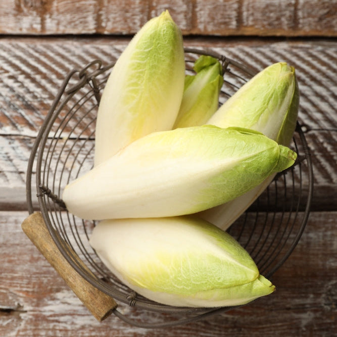Chicory Witloof Vegetable | X 100 Seeds