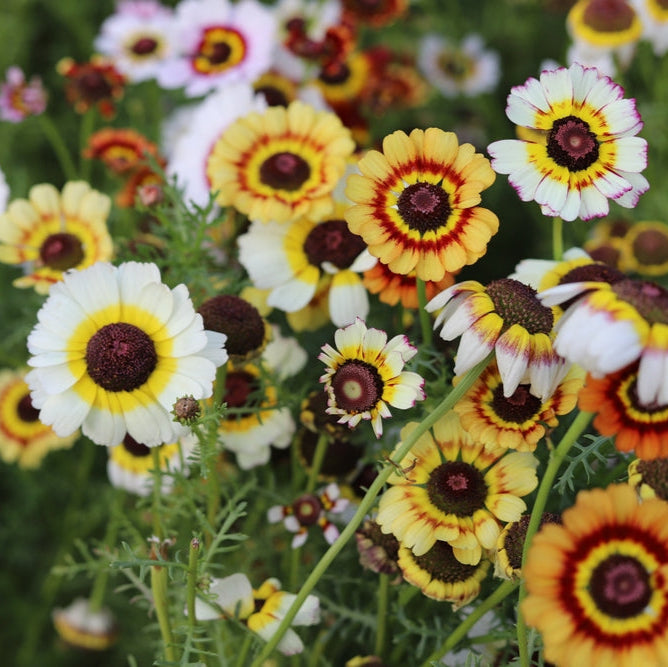 Chrysanthemum Rainbow Single Mix Painted Daisy Flower | X 100 Seeds