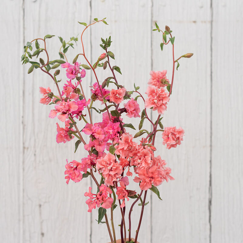 Clarkia Elegant Salmon Flower | X 50 Seeds (limited amounts)