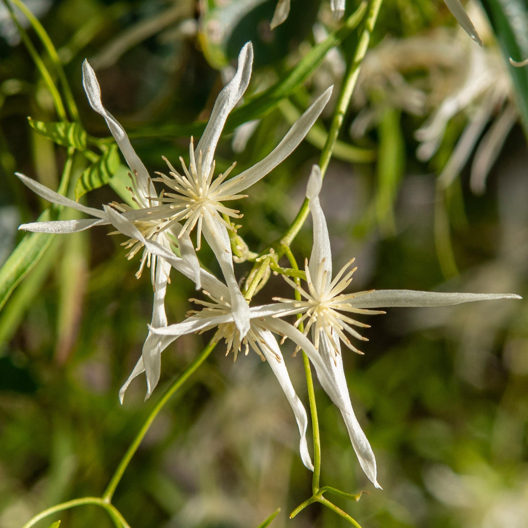 Clematis microphylla Small Leaf Australian Native | X 20 Seeds