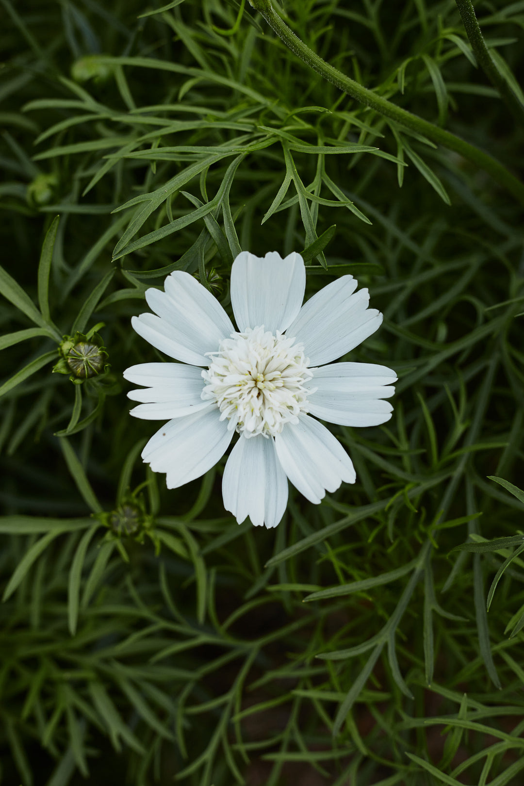 Cosmos Popsocks White Flower | X 30 Seeds