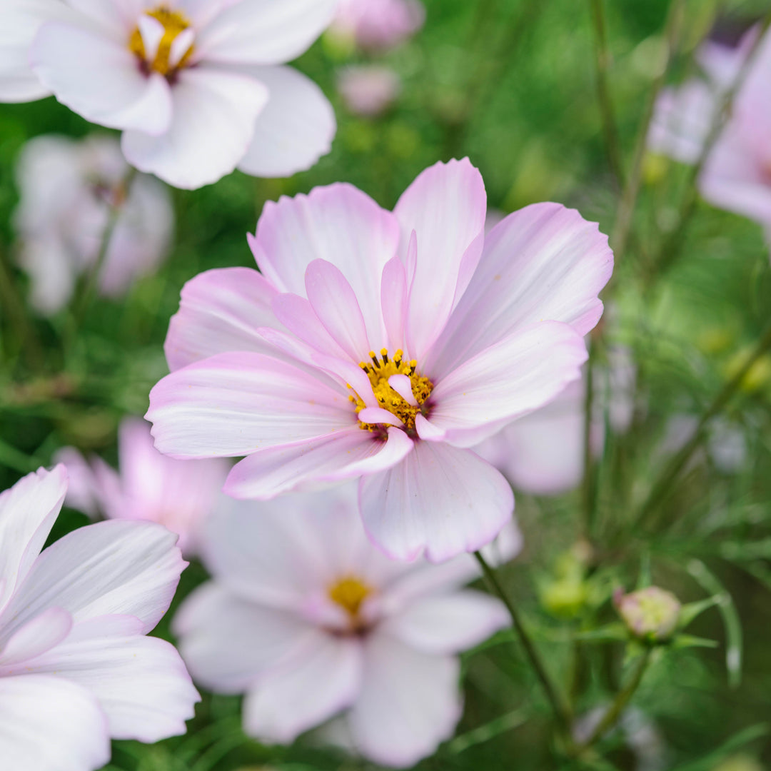 Cosmos Cosimo Collarette Flower | X 30 Seeds