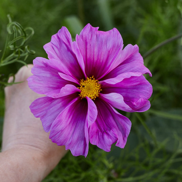 Cosmos Fizzy Rose Flower | X 50 Seeds
