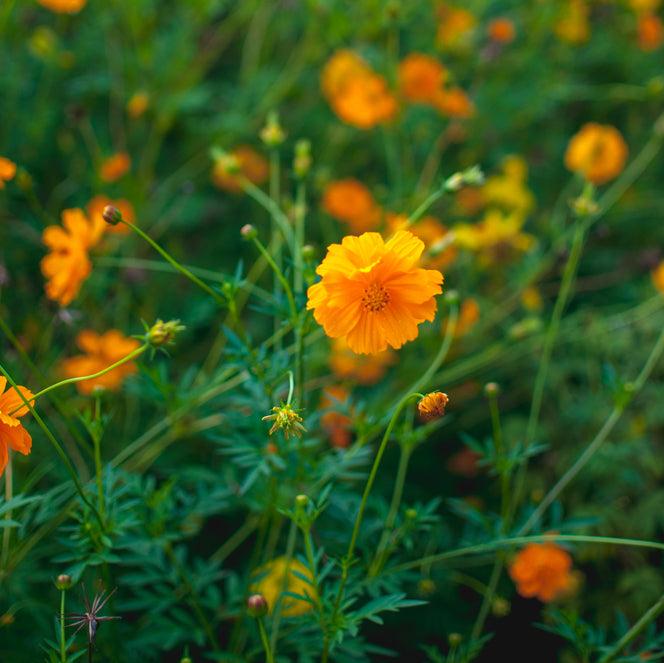 Cosmos Bright Lights Mix Flower | X 80 seeds