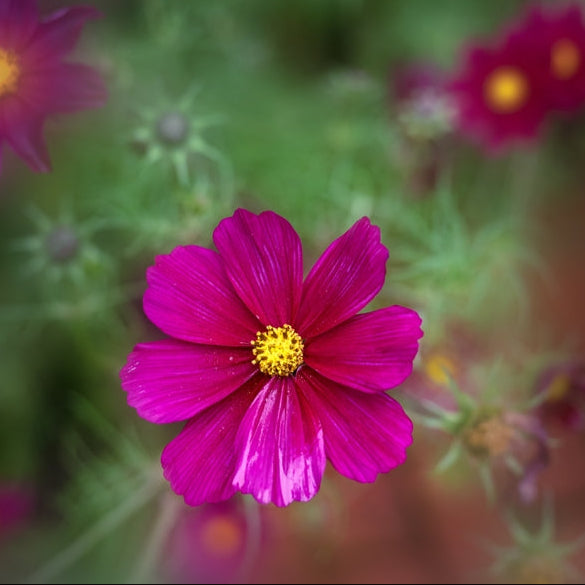 Cosmos Sensation Dazzler Crimson Red Flower | X 70 Seeds