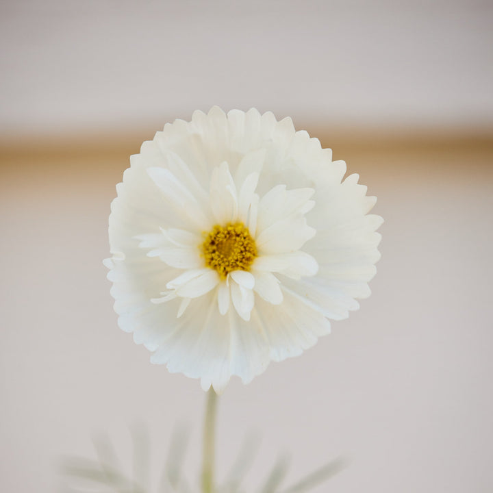 Cosmos Cupcake White Flower | X 30 Seeds