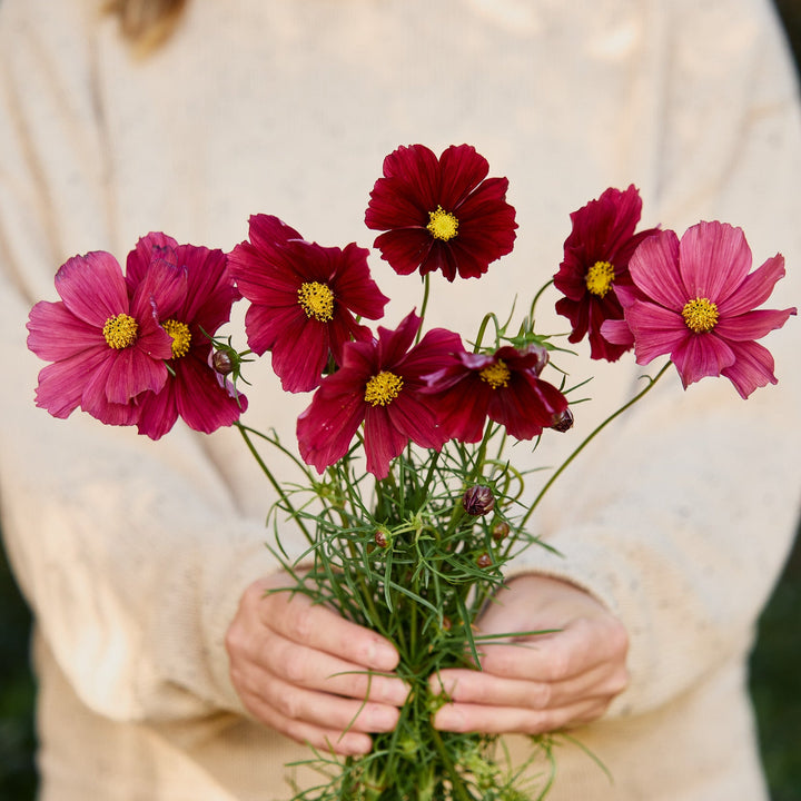 Cosmos Rubenza Flower | X 30 Seeds