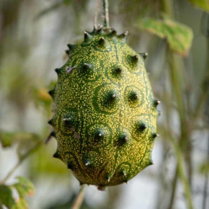 Cucumber African Horned Vegetable | X 30 Seeds