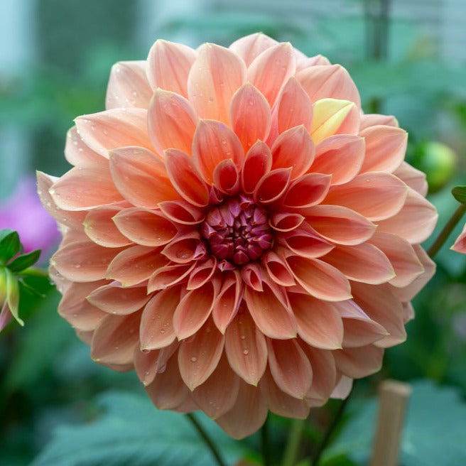 Dahlia Decorative Bracken Palomino Tuber (NOT TO WA)