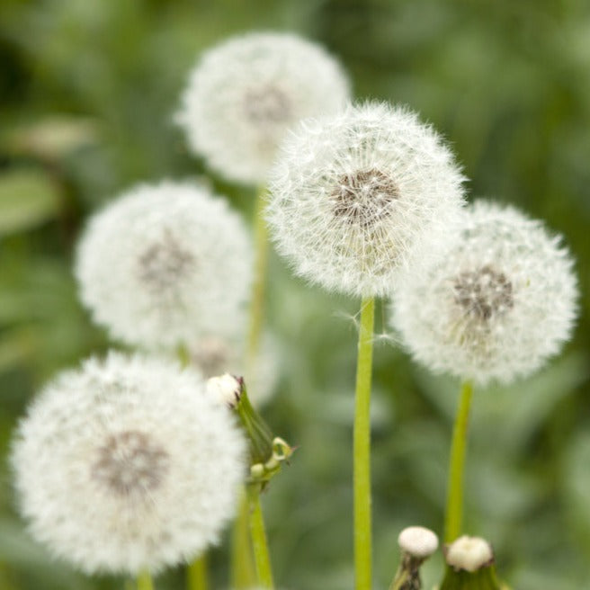 Dandelion Taraxacum officinale Herb | X 100 Seeds