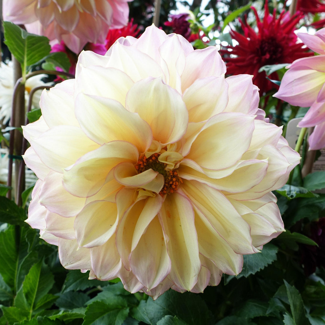 Dahlia Kotara Decorative Tuber (NOT TO WA)