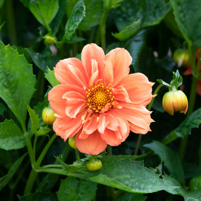 dahlia sunny reggae seeds Dahlia Sunny Reggae Flower
