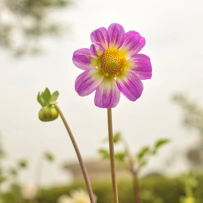single dahlia seeds Dahlia Coltness Single Mix Flower