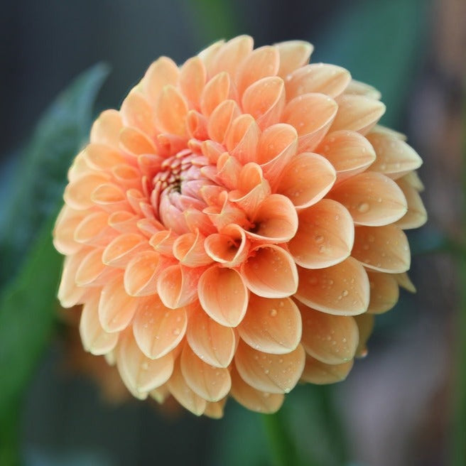 Dahlia Decorative Bracken Palomino Tuber (NOT TO WA)