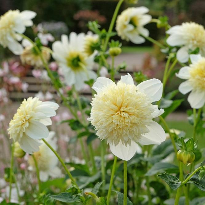 Dahlia Wendy A Tuber (NOT TO WA)