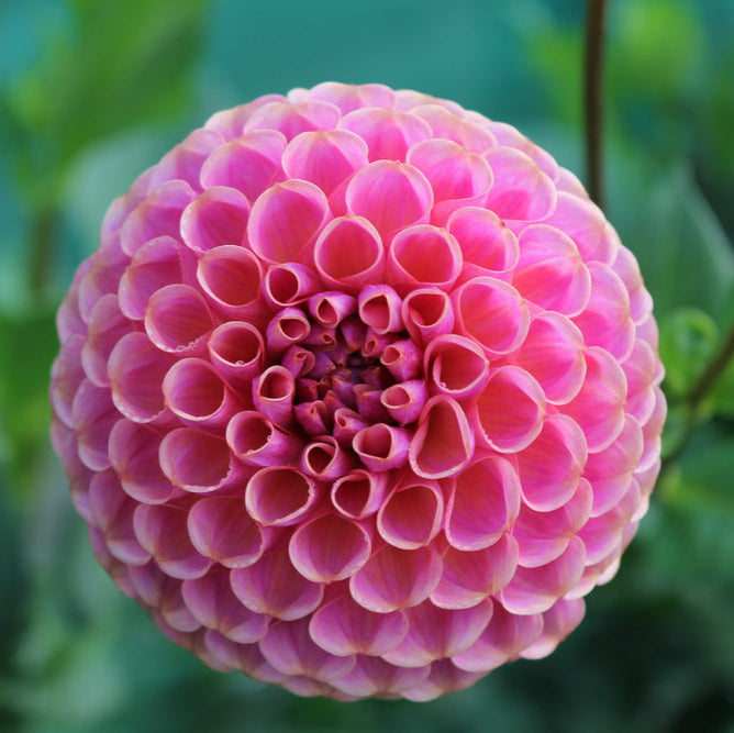 Dahlia Pam Tuber (NOT TO WA)