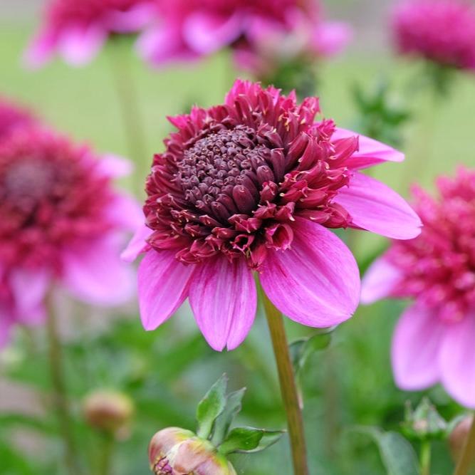 Dahlia Purex Anemone Tuber (NOT TO WA)