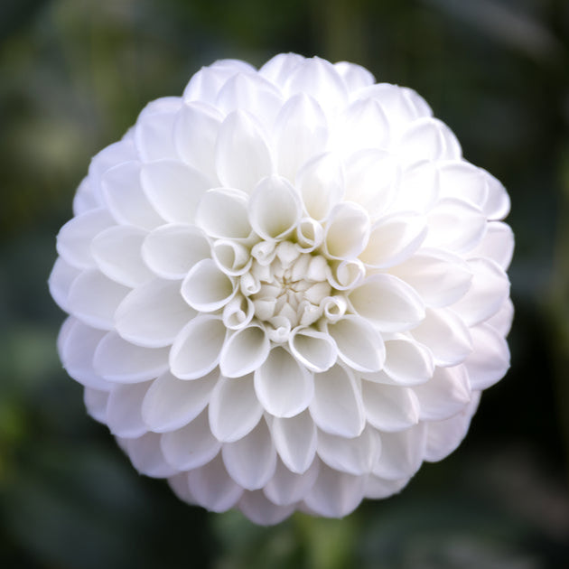 Dahlia Snowy Tuber (NOT TO WA)