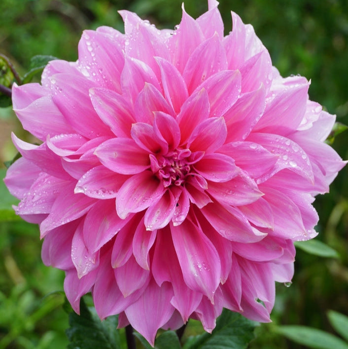 Dahlia Candy Decorative Tuber (NOT TO WA)