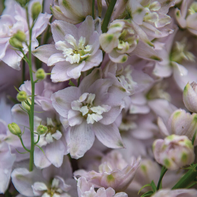 Delphinium Magic Fountain Cherry Blossom Flower | X 30 Seeds
