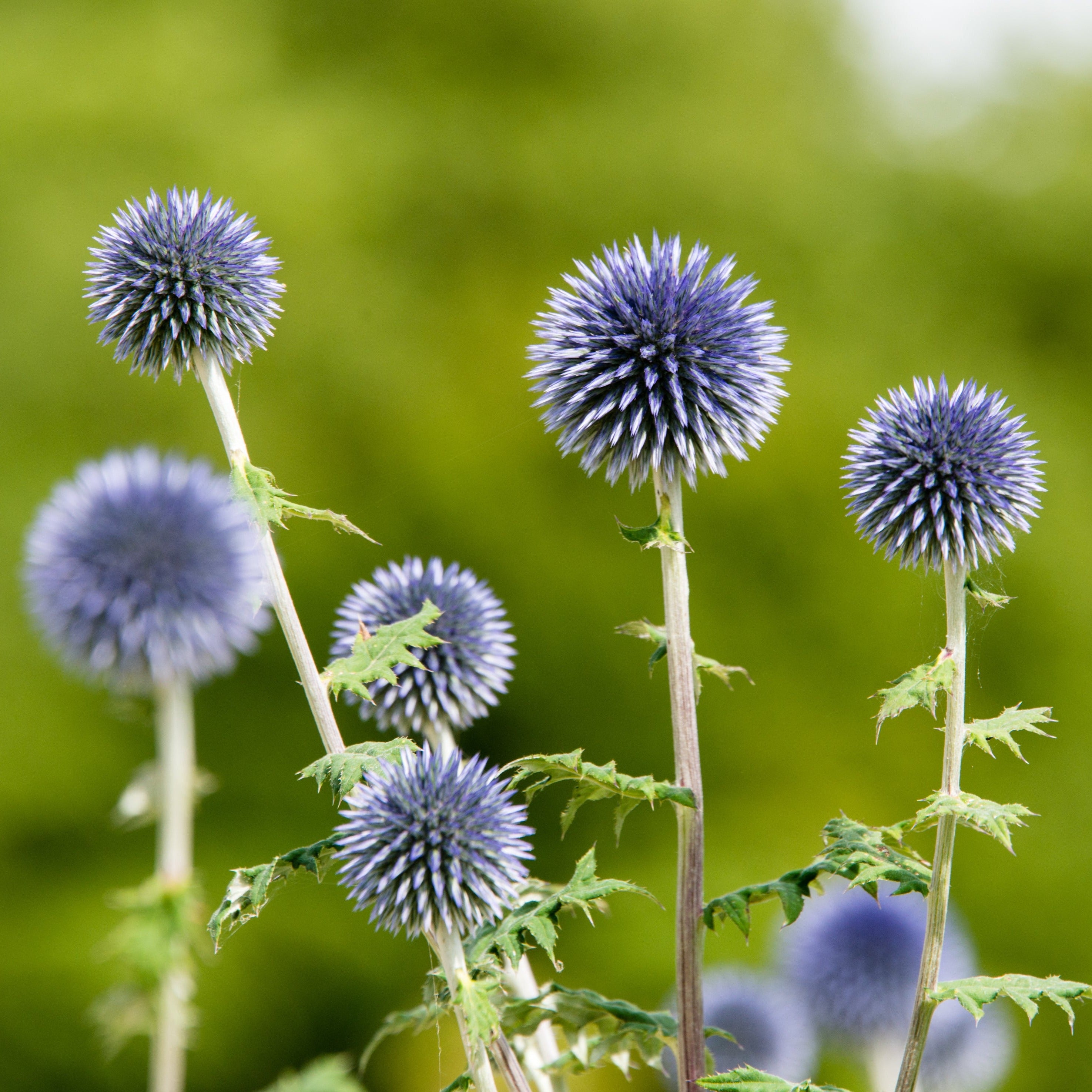 blue thistle flower seeds Echinops Ritro Violet Blue 'Globe Thistle' Flower