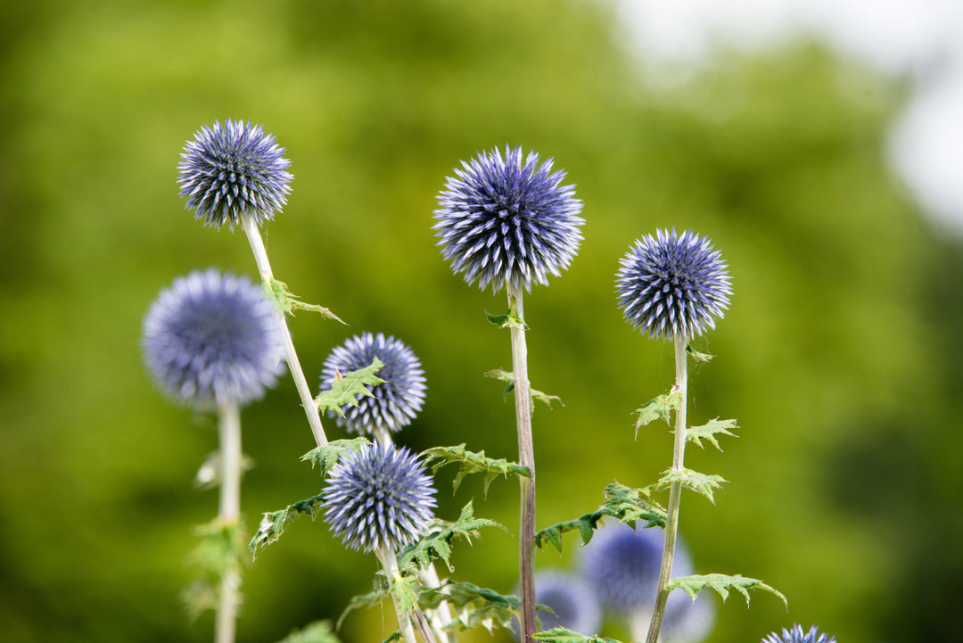 Echinops Ritro Violet Blue 'Globe Thistle' Flower | X 30 Seeds