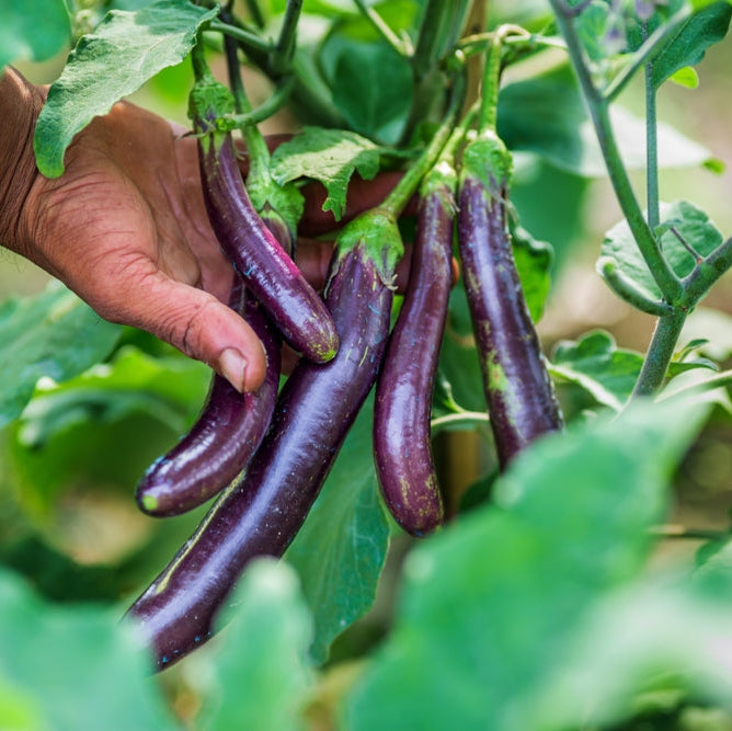Eggplant Long Purple Vegetable | X 50 Seeds