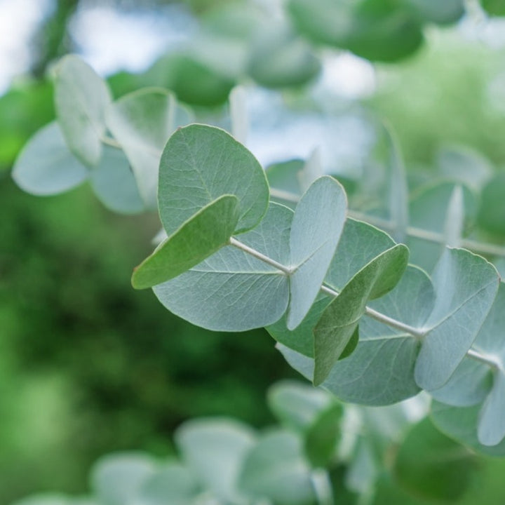 Eucalyptus cinerea Silver Dollar Australian Native | X 30 Seeds (NOT TO WA)