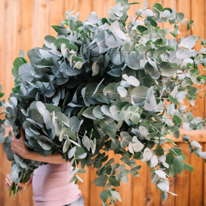 Eucalyptus cinerea Silver Dollar Australian Native | X 30 Seeds (NOT TO WA)