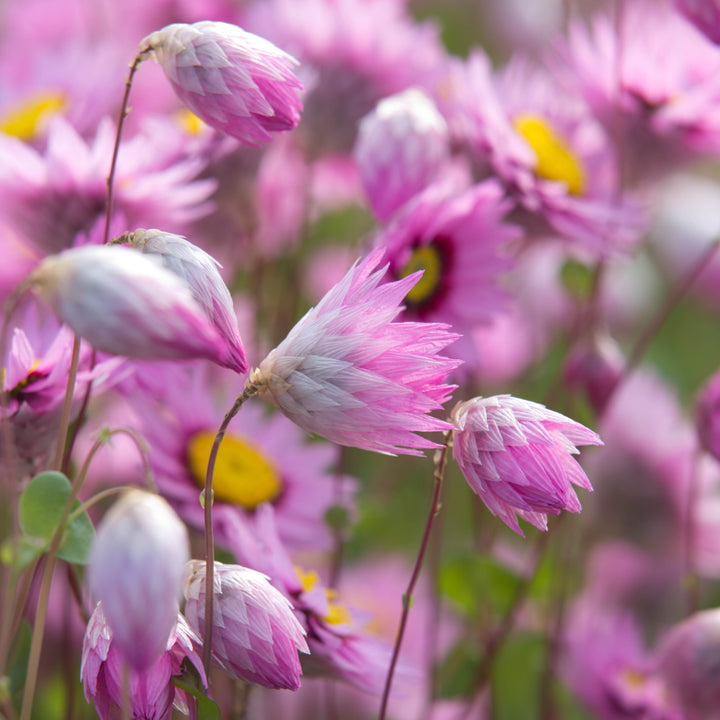 Everlasting Pink Sunray Rhodanthe manglesii Australian Native Flower | X 50 Seeds