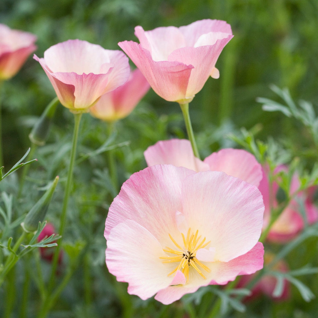 California Poppy Carmine King Flower | X 150 Seeds