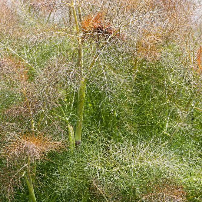 Fennel Bronze Smokey Herb | X 80 Seeds
