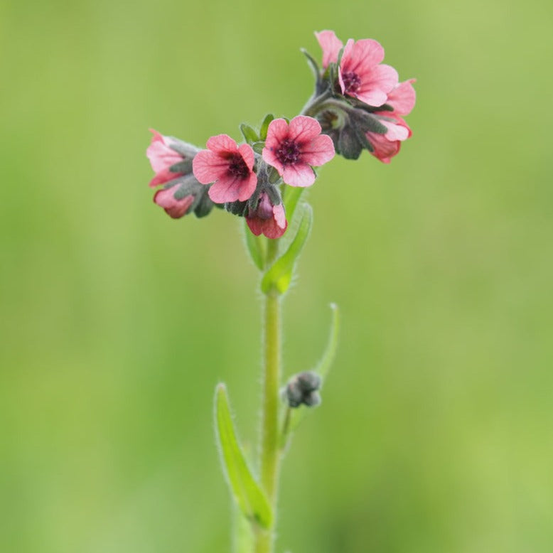 Forget Me Not Chinese Mystic Pink Flower | X 100 Seeds