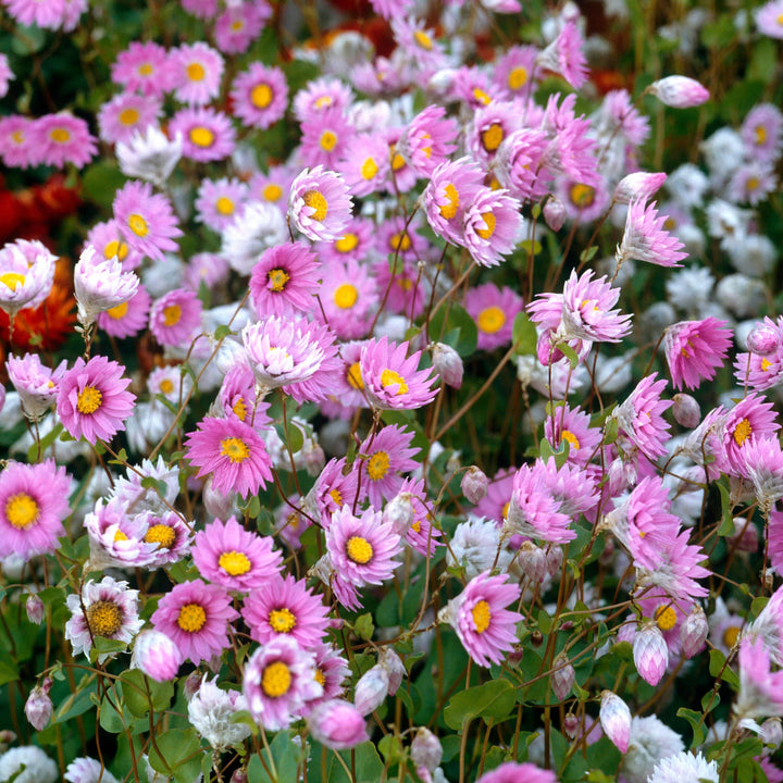 Everlasting Pink Sunray Rhodanthe manglesii Australian Native Flower | X 50 Seeds