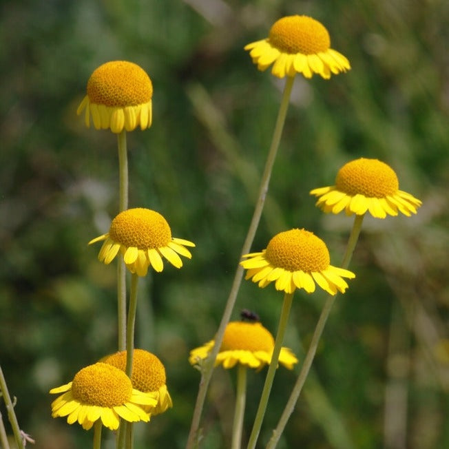 marguerite flower seeds Golden Marguerite Flower