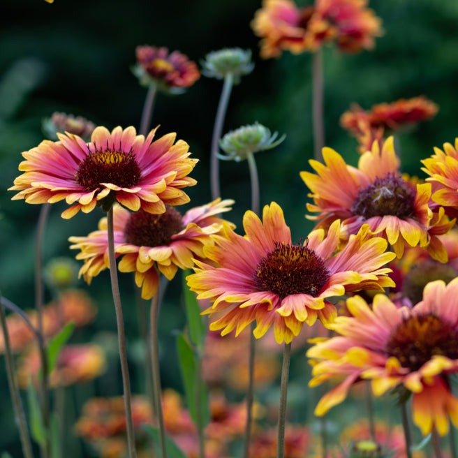 Gaillardia pulchella Blanket Flower Mix Flower | X 100 Seeds (NOT TO WA)